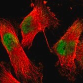 Anti-ACIN1 antibody produced in rabbit Prestige Antibodies&#174; Powered by Atlas Antibodies, affinity isolated antibody, buffered aqueous glycerol solution