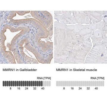 Anti-MMRN1 antibody produced in rabbit Prestige Antibodies&#174; Powered by Atlas Antibodies, affinity isolated antibody, buffered aqueous glycerol solution