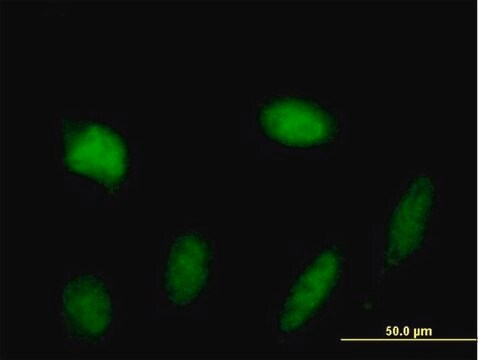 Anti-STAT5A antibody produced in mouse purified immunoglobulin, buffered aqueous solution