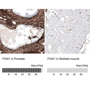 Monoclonal Anti-ITGA1 antibody produced in mouse Prestige Antibodies&#174; Powered by Atlas Antibodies, clone CL7207, purified immunoglobulin, buffered aqueous glycerol solution