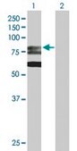 Anti-GMPS antibody produced in rabbit purified immunoglobulin, buffered aqueous solution