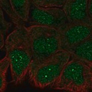 Anti-TRAF4 antibody produced in rabbit Prestige Antibodies&#174; Powered by Atlas Antibodies, affinity isolated antibody, buffered aqueous glycerol solution