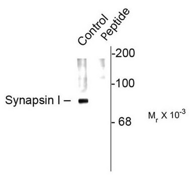 Anti-phospho-Synapsin I (Ser62,Ser67) Antibody Chemicon&#174;, from rabbit