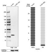 Anti-CLDN1 antibody produced in rabbit Prestige Antibodies&#174; Powered by Atlas Antibodies, affinity isolated antibody, buffered aqueous glycerol solution