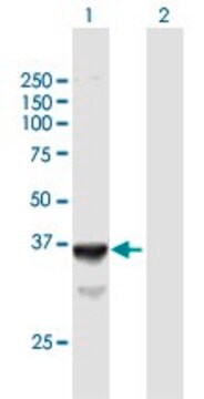 Anti-SLC25A3 antibody produced in mouse purified immunoglobulin, buffered aqueous solution