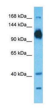 Anti-ATP1A1 (N-terminal) antibody produced in rabbit affinity isolated antibody
