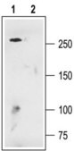 Anti-Calcium Channel (&#945;1D Subunit) (L-type of Voltage-gated Ca2+ Channel) antibody produced in rabbit affinity isolated antibody, lyophilized powder