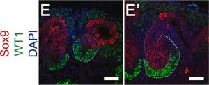 Anti-Sox9 Antibody Chemicon&#174;, from rabbit