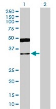 Anti-GRHPR antibody produced in rabbit purified immunoglobulin, buffered aqueous solution