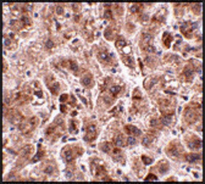 Anti-TREX2 antibody produced in rabbit affinity isolated antibody, buffered aqueous solution