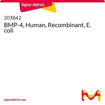 BMP-4, Human, Recombinant, E. coli