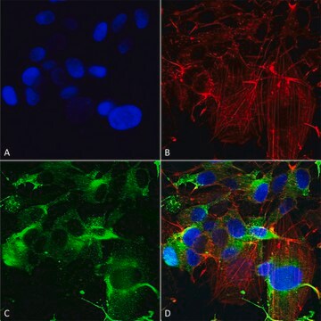 Monoclonal Anti-Gfap - Atto 488 antibody produced in mouse clone S206B-9, purified immunoglobulin