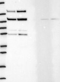 Anti-HDAC4 antibody produced in rabbit Prestige Antibodies&#174; Powered by Atlas Antibodies, affinity isolated antibody, buffered aqueous glycerol solution