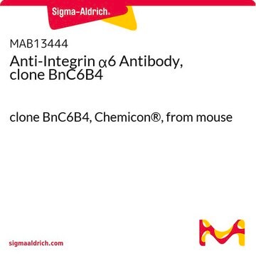 Anti-Integrin &#945;6 Antibody, clone BnC6B4 clone BnC6B4, Chemicon&#174;, from mouse