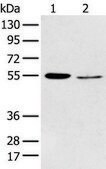 Anti-HTR2A affinity isolated antibody