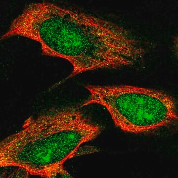 Anti-TTC3 antibody produced in rabbit Prestige Antibodies&#174; Powered by Atlas Antibodies, affinity isolated antibody