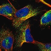 Anti-GIGYF1 antibody produced in rabbit Prestige Antibodies&#174; Powered by Atlas Antibodies, affinity isolated antibody, buffered aqueous glycerol solution, Ab2