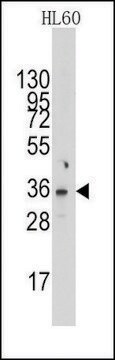 Anti-NUDT6 (C-term) antibody produced in rabbit saturated ammonium sulfate (SAS) precipitated, buffered aqueous solution