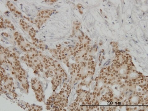Monoclonal Anti-PGR antibody produced in mouse clone 4E9, purified immunoglobulin, buffered aqueous solution