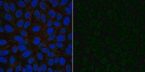 Anti-VEGF Antibody, Alexa Fluor&#8482; 488 Conjugate from rabbit, ALEXA FLUOR&#8482; 488