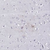 Anti-KCNF1 Prestige Antibodies&#174; Powered by Atlas Antibodies, affinity isolated antibody