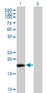 Anti-TNFSF12 antibody produced in mouse purified immunoglobulin, buffered aqueous solution