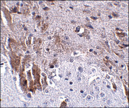 Anti-LRFN1 antibody produced in rabbit affinity isolated antibody, buffered aqueous solution