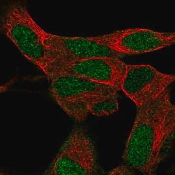 Anti-KRBA1 antibody produced in rabbit Prestige Antibodies&#174; Powered by Atlas Antibodies, affinity isolated antibody