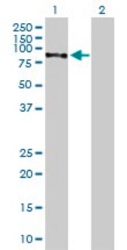 Anti-CHML antibody produced in mouse purified immunoglobulin, buffered aqueous solution