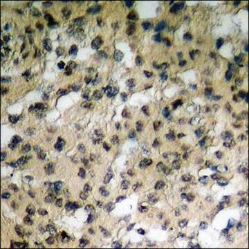 Anti-phospho-Mst1/2 (pThr183) antibody produced in rabbit affinity isolated antibody