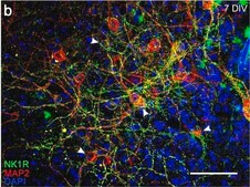 Anti-Substance P Receptor antibody produced in rabbit IgG fraction of antiserum, buffered aqueous solution