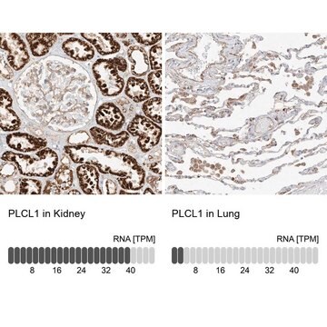 Anti-PLCL1 antibody produced in rabbit Prestige Antibodies&#174; Powered by Atlas Antibodies, affinity isolated antibody, buffered aqueous glycerol solution