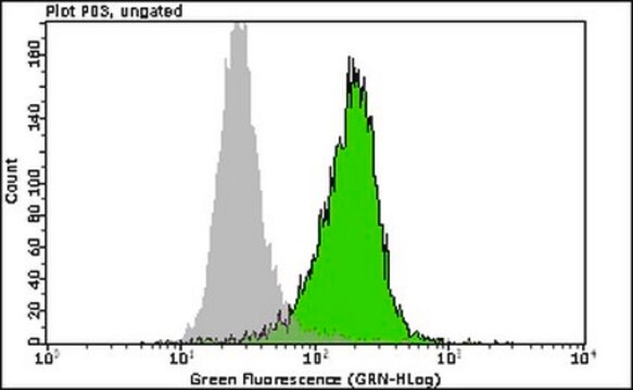 Anti-phospho-SMC1 (Ser957) Antibody, clone 5D11G5 Alexa Fluor&#8482; 488 clone 5D11G5, from mouse, ALEXA FLUOR&#8482; 488