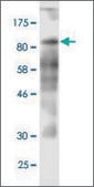 Monoclonal Anti-CD97 antibody produced in mouse clone 3B11, purified immunoglobulin, buffered aqueous solution