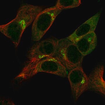 Anti-Ap1G1 Antibody Produced In Rabbit Prestige Antibodies&#174; Powered by Atlas Antibodies, affinity isolated antibody, buffered aqueous glycerol solution