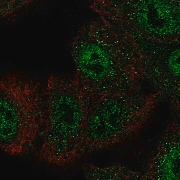 Anti-CIC antibody produced in rabbit Prestige Antibodies&#174; Powered by Atlas Antibodies, affinity isolated antibody