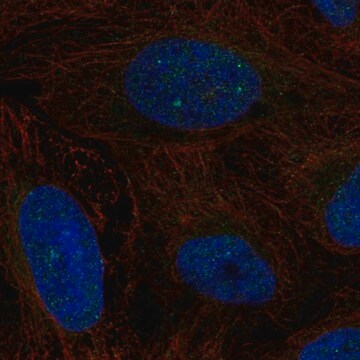 Anti-ERCC6 antibody produced in rabbit Prestige Antibodies&#174; Powered by Atlas Antibodies, affinity isolated antibody