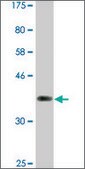 Monoclonal Anti-NFATC2, (C-terminal) antibody produced in mouse clone 2A4, ascites fluid