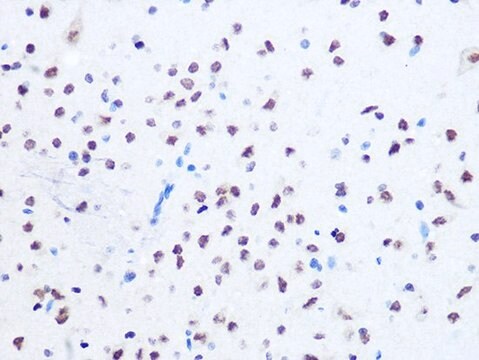 Anti-OGG1 antibody produced in rabbit