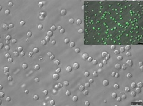 BLaER1 Human B-cell Precursor Leukemia Cell Line BLaER1 human B-cell precursor leukemia cell line may be transdifferentiated and used to model human monocytes.