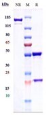 Anti-TNFSF2 / TNFa Reference Antibody