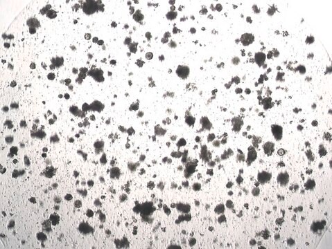 3dGRO&#174; Colorectal Organoids (POP.161.G1)