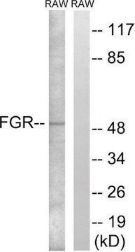 Anti-FGR antibody produced in rabbit affinity isolated antibody