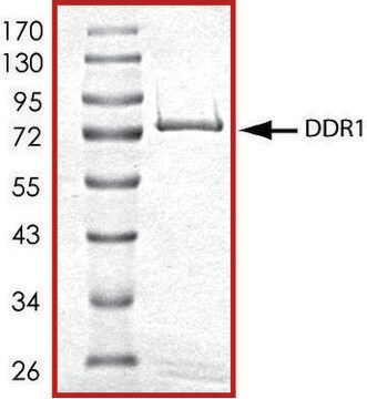 DDR1 (444-end), active, GST tagged human PRECISIO&#174; Kinase, recombinant, expressed in baculovirus infected Sf9 cells, &#8805;70% (SDS-PAGE), buffered aqueous glycerol solution