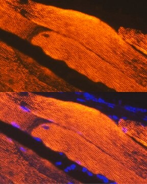 Anti-Calsequestrin 1 antibody produced in rabbit