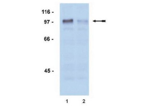 Anti-phospho-Androgen Receptor (Ser81) Antibody, rabbit monoclonal culture supernatant, Upstate&#174;