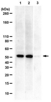 Anti-phospho-AKT1 Antibody, Thr479 from rabbit, purified by affinity chromatography