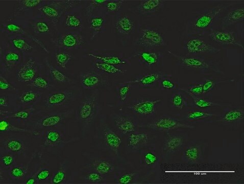 Monoclonal Anti-PIK3CB antibody produced in mouse clone 10D5, purified immunoglobulin, buffered aqueous solution