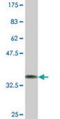 Monoclonal Anti-DRD2, (N-terminal) antibody produced in mouse clone 1B11, ascites fluid
