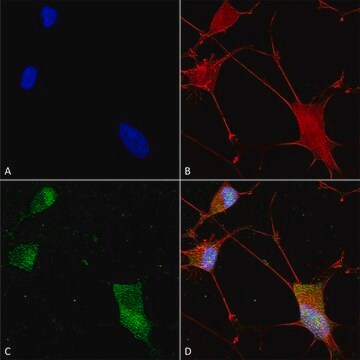 Monoclonal Anti-Neuroligin - Rpe antibody produced in mouse clone S110-29, purified immunoglobulin